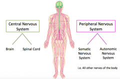 What are the 2 big nervous systems?