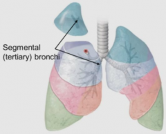 18- 20 segmental tertiary bronchi

surgical: segmentectomy

one single segment- pulmonary artery
adjacent segments- pulmonary vein

lung cancer in early stages- one bronchopulmonary segment from a lung will have cancer