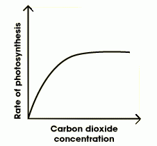 Used with water to make sugar and oxygen. Photosynthesis wouldn't be able to happen if CO2 wasn't available.
