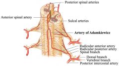 1. The artery of Adamkiewicz.

2. The artery of Adamkiewicz usually arises from a left posterior intercostal artery at the level of the 9th to 12th intercostal artery. The intercostal arteries branch from the aorta. It supplies the lower two third...