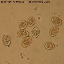 Eimeria spp
Isospora spp - neonates


