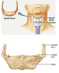 Supports the larynx with its greater horns and is the attachment site for muscles of the larynx, pharynx and tongue. It is inferor to the manidble and acts as a moveable base for the tongue. It is the only bone in the body that does not move with ...