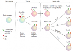 Travels to lymph node
- Becomes a cytotoxic T cell
- Kills virus-infected, neoplastic, and donor graft cells