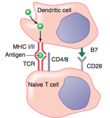 1. Foreign body phagocytosed by DC
2. Foreign Ag presented on MHC I → recognized by TCR on Tc (cytotoxic) cells 
3. "Costimulatory signal" given by interaction of B7 and CD28
4. Tc cell activates and is able to recognize and kill virus-infect...