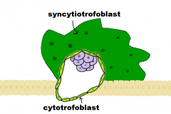 Synctiotrofoblast og cytotrofoblast. Danner anlæg til villi,  fosterhinder og placenta