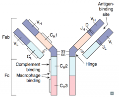 Antigen Binding Fragment:
- Determines idiotype: unique antigen-binding pocket
- Only 1 antigenic specificity expressed per B cell