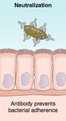 Antibody binding prevents bacterial adherence