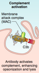 Antibody activates complement, enhancing opsonization and lysis (via membrane attack complex)
