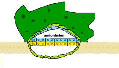 throphoblasten udvikler sig til
- syncytiotrofobast
- cytotrofoblast


embryoblasten udvikler sig til den bilære kimskive 
- epiblast
- hypoblast


derudover dannes amionhulen og beklædes med amnioblast celler (fra epiblast)