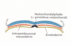 De prænotochordale celler smelter sammen med endoderm og danner den notochordale plade i fosterets midtlinie (symmetriplanet)