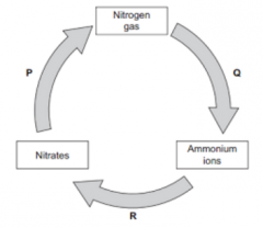 This graph shows part of the nutrient cycle. Which one of the processes involved nitrification? [1]