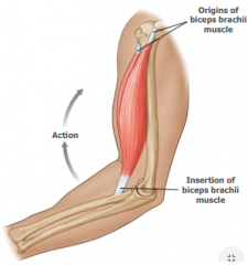 Connect bones to muscle. 











 Origin - place where the fixed end
     of the muscle attaches to a bone/cartilage and where the it moves
     the least, usually proximal.
Insertion- site where the movable end
     of the mus...