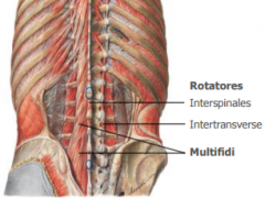Consists of three groups of muscles found in the groove between the transverse and spinous processes