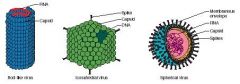 Virus coats come in either: Spheres , rods or a combination of the two


The coats are made from subunits called Capsomer


Some viruses are membrane bound, they take it from their host cell