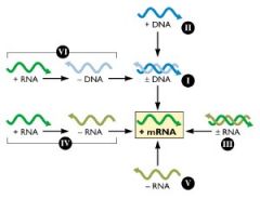 1) DNA, single or double


2) RNA, single or double


3)Use both dna and rna, dependent on stage of replication cycle


 Example: Retrovirus, 


Genome replicates via DNA intermediate


Use reverse transcription to translate their RNA to DNA in ho...