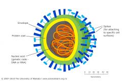 1) Nucleic acid always surrounded by capsid


capsid is protein coat or shell


2) Capsid composition: structural subunits (capsomers)


 Can be more than one protein type in capsomer


or, several proteins composed into capsomer







