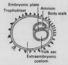 









In
the blastocyst, an inner cell mass is formed. Within the inner cell mass, two
further cavities appear (the amnion and yolk sac) separate by the bilaminar
disc. Reptiles and birds are known to have a yolk sac, but human em...