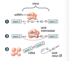 1. primary transcript combines with small nuclear ribonucleoproteins (snRNPs) and other proteins to form spliceosome 


2. Lariant-shaped (looped) intermediate is generated


3. Lariant is released to precisely remove intron and join 2 exons


 ...