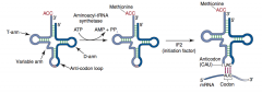Aminoacyl-tRNA synthetase (1 per amino acid; “matchmaker”; uses ATP) scrutinizes amino acid before and after it binds to tRNA. If incorrect, bond is hydrolyzed. The amino acid-tRNA bond has energy for formation of peptide bond. A mischarged tR...