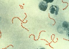 Streptococcus pyogenes (group A streptococci)