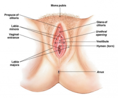 collectively called the vulva:composed of the mons pubic, labia majora and minora, clitoris, vestibule(urethral opening and vaginal orifice), prepuce(fold of labia minora covering the clitoris), urethra.