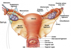 Consists of the fallopian tubes, uterus, vagina
