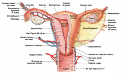 A pear shaped muscular organ which leads to the cervix and then the vagina. It undergoes changes every month and consists of 3 layers: (peritmetrium and underlying connective tissue). Myometrium(thick layer of smooth muscle-high proliferative capa...