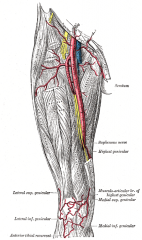 Gives off the profunda femoris artery
Passes into the adductor canal