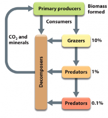 - use simple reduced carbon compounds from accumulated organic waste in enviro
- Remove reduced compounds from the environment 
- generate alternative reduced carbon compounds (fermentation) or oxidized CO2 (respiration)
- heterotrophs: organotrop...