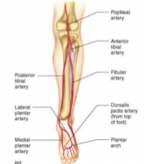 At the level of the foot
Becomes the dorsalis pedis artery
Palpable between the first and second metatarsals (between tendons of extensor hallucis longus and extensor digitorum longus)