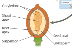 The suspensor helps in transferring nutrients
to the embryo from the parent plant and, in some species,
from the endosperm.