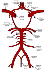 Note the opthalmic artery comes off the internal carotid.