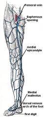 Starts as the continuation of the medial portion of the dorsal venous arch of the foot