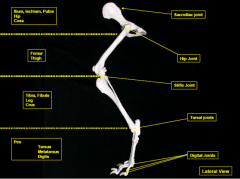Hind leg anatomy