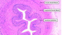Ureter
The ureter is a muscular tube, composed of an inner longitudinal layer and an outer circular layer of smooth muscle. The lumen of the ureter is covered by transitional epithelium (also called urothelium). Recall from the Laboratory on Epit...