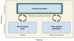 Two independent STM buffers: visuospatial sketchpad and phonological loop
Central executive


