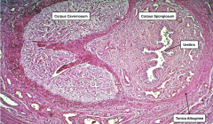 Penis
The penis contains three columns of erectile tissue: two corpus cavernosa and a single corpus spongiosum containing the penile urethra. Note the vast sponge-like arrangement of irregular vascular spaces intercalated between the arteries and...