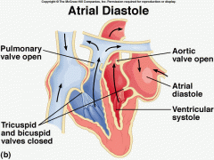 Atrial Diastole begins