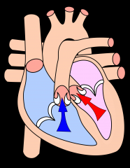 As ventricular pressure rises and exceeds the pressure in the arteries , the semilunar valves open and blood is ejected