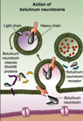 gram positive, spore forming, obligate anaerobic rod
produces heat-labile toxin that inhibits ACh release at the neuromuscular junction causing botulism.
adults --> ingestion of preformed toxins
babies--> ingestion of spores(e.g. in honey) leads ...