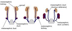 As the pronephros and mesonephros start degrading, the kidney changes position and walks its way up from the pelvis and to the abdominals. It does this by making arterial connections and breaking them(cos it needs to stay functional using a blood ...