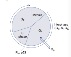 After mitosis, the cell cycle enters the G1 phase (growth phase 1). At this point, non proliferating cells enter G0 (quiescent phase), whereas active cells proceed to the synthesis phase (DNA replication). After S phase, G2 will occur for a short ...