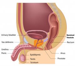An accessory gland sperm must pass through. Located in the posterior surface of the bladder thete secrete a viscous fluid of fructose and prostaglandins. Prostaglandins dilate the cervix so that it can get inside the uterus and up to fertilise the...