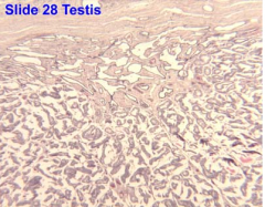 rete testis in the mediastinum. The rete are communicating channels between the straight tubules and efferent tubules (ductules). They are lined by simple cuboidal epithelium . No smooth muscle is present in this region.