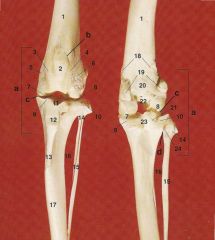 Fibula is lateral
left is cranial, right is caudal
