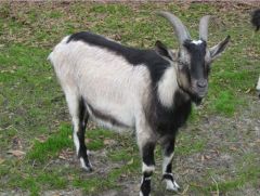 -domesticated goat
-good milking abilities
-medium size, horned, dish-face, erect ears