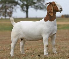 -goat developed in South Africa, early 1900s
-bred for meat production
-white bodies with distinctive brown heads
-long, pendulous ears
-high fertility rates, superior mothering skills