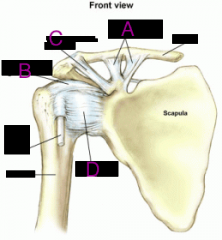 Which is the Coraco-humeral ligament?
A. a
B. b
C. c
D. d