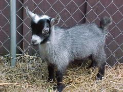 -domesticated miniature goat (has horns)
-occasionally bred for milk production and labor
-can adapt to virtually any setting
