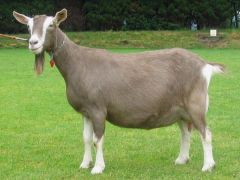 -oldest registered goat breed, originated in Switzerland
-medium in size, relatively low butterfat content (2-4%)
-Swiss marked pattern with varied dilutions
-solid color varying from light to chocolate brown
-distinct white markings
